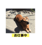 ジョンのスタンプ  わんこ  Mダックス犬（個別スタンプ：24）
