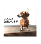 ジョンのスタンプ  わんこ  Mダックス犬（個別スタンプ：25）