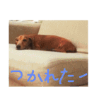 ジョンのスタンプ  わんこ  Mダックス犬（個別スタンプ：27）