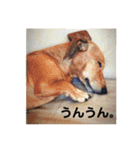 ジョンのスタンプ  わんこ  Mダックス犬（個別スタンプ：30）