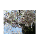 assortment of flowers（個別スタンプ：3）