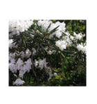 assortment of flowers（個別スタンプ：10）