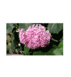 assortment of flowers（個別スタンプ：11）
