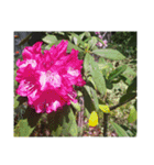 assortment of flowers（個別スタンプ：12）