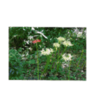 assortment of flowers（個別スタンプ：22）