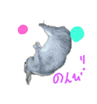 りさまる（個別スタンプ：1）