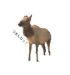 動物達の色々な表現（個別スタンプ：1）
