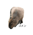動物達の色々な表現（個別スタンプ：6）