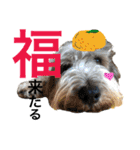 招福！大福！おめでとう♡（個別スタンプ：2）