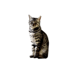 愛猫しっぽの無言スタンプ。（個別スタンプ：1）