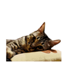 愛猫しっぽの無言スタンプ。（個別スタンプ：9）