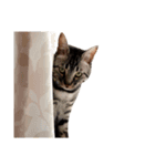愛猫しっぽの無言スタンプ。（個別スタンプ：11）