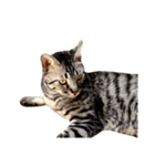 愛猫しっぽの無言スタンプ。（個別スタンプ：12）