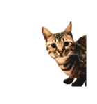 愛猫しっぽの無言スタンプ。（個別スタンプ：13）