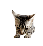 愛猫しっぽの無言スタンプ。（個別スタンプ：14）