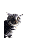 愛猫しっぽの無言スタンプ。（個別スタンプ：15）