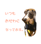 からのすけスタンプ1（個別スタンプ：6）