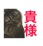 りか 2018 猫（個別スタンプ：3）