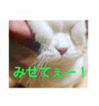りか 2018 猫（個別スタンプ：4）