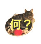 りか 2018 猫（個別スタンプ：5）