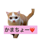 りか 2018 猫（個別スタンプ：7）