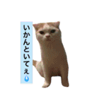 りか 2018 猫（個別スタンプ：9）