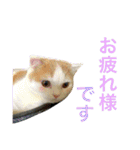 りか 2018 猫（個別スタンプ：10）