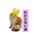 りか 2018 猫（個別スタンプ：11）