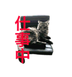りか 2018 猫（個別スタンプ：14）