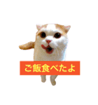 りか 2018 猫（個別スタンプ：15）
