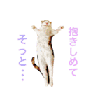 りか 2018 猫（個別スタンプ：19）