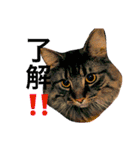 りか 2018 猫（個別スタンプ：20）
