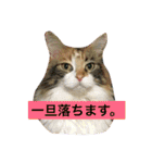 りか 2018 猫（個別スタンプ：22）
