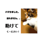 りか 2018 猫（個別スタンプ：27）