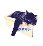 りか 2018 猫（個別スタンプ：31）