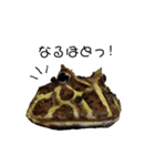 かどかどで。クランウェルツノガエル（個別スタンプ：1）