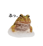 かどかどで。クランウェルツノガエル（個別スタンプ：11）