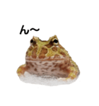 かどかどで。クランウェルツノガエル（個別スタンプ：13）