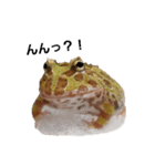 かどかどで。クランウェルツノガエル（個別スタンプ：14）