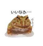 かどかどで。クランウェルツノガエル（個別スタンプ：16）