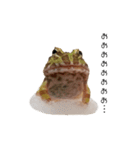 かどかどで。クランウェルツノガエル（個別スタンプ：17）