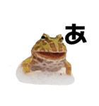 かどかどで。クランウェルツノガエル（個別スタンプ：18）