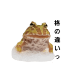 かどかどで。クランウェルツノガエル（個別スタンプ：19）
