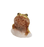 かどかどで。クランウェルツノガエル（個別スタンプ：20）