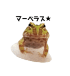 かどかどで。クランウェルツノガエル（個別スタンプ：21）