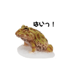 かどかどで。クランウェルツノガエル（個別スタンプ：22）