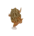 かどかどで。クランウェルツノガエル（個別スタンプ：24）