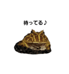 かどかどで。クランウェルツノガエル（個別スタンプ：25）