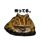 かどかどで。クランウェルツノガエル（個別スタンプ：26）