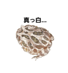 かどかどで。クランウェルツノガエル（個別スタンプ：27）